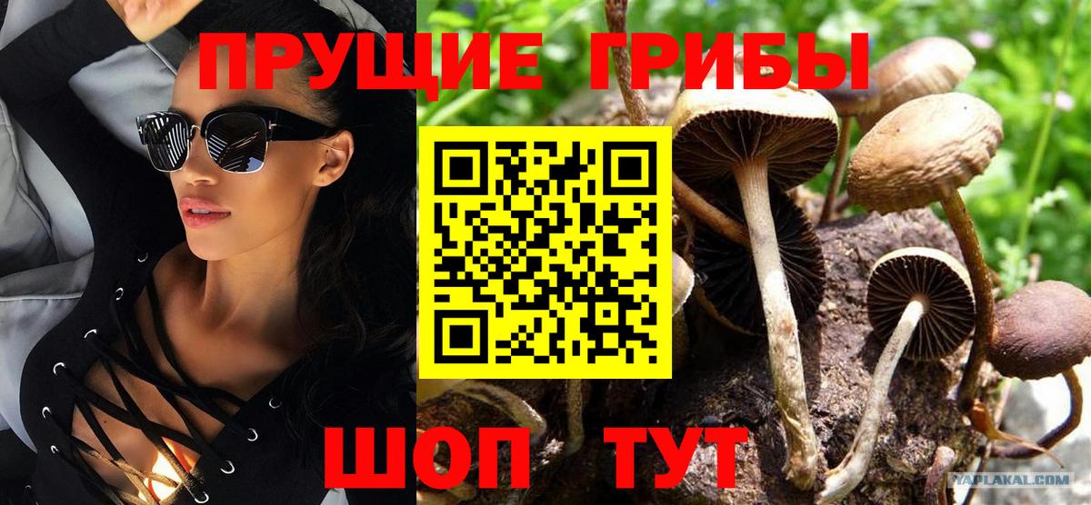 Галлюциногенные грибы Cubensis Мценск